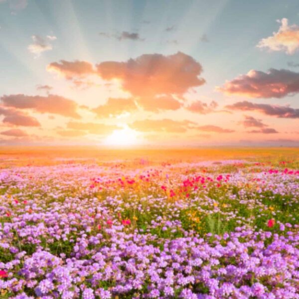 A New Human Being. A New World. - Standard Level